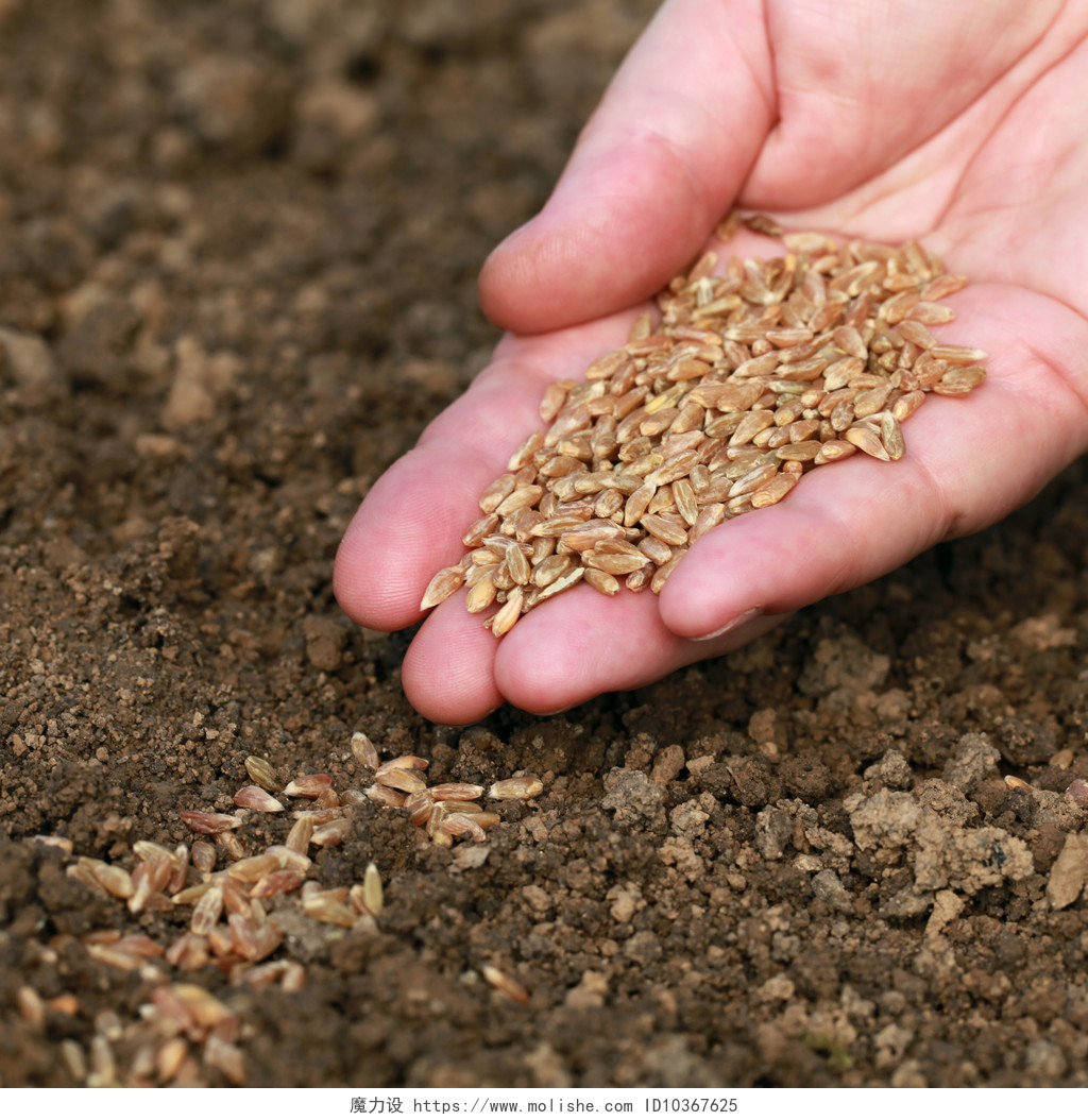 一只手正在土壤中播种手用种子